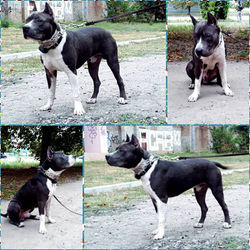 Kennel "OlgaGrad for VC"