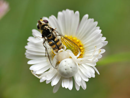 spider flower hoverfly.JPG