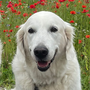 3 hunde til kort_edited.jpg