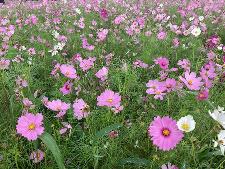 コスモス畑