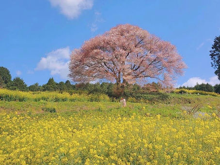 「あったらいいな、こんなメニュー」募集中
