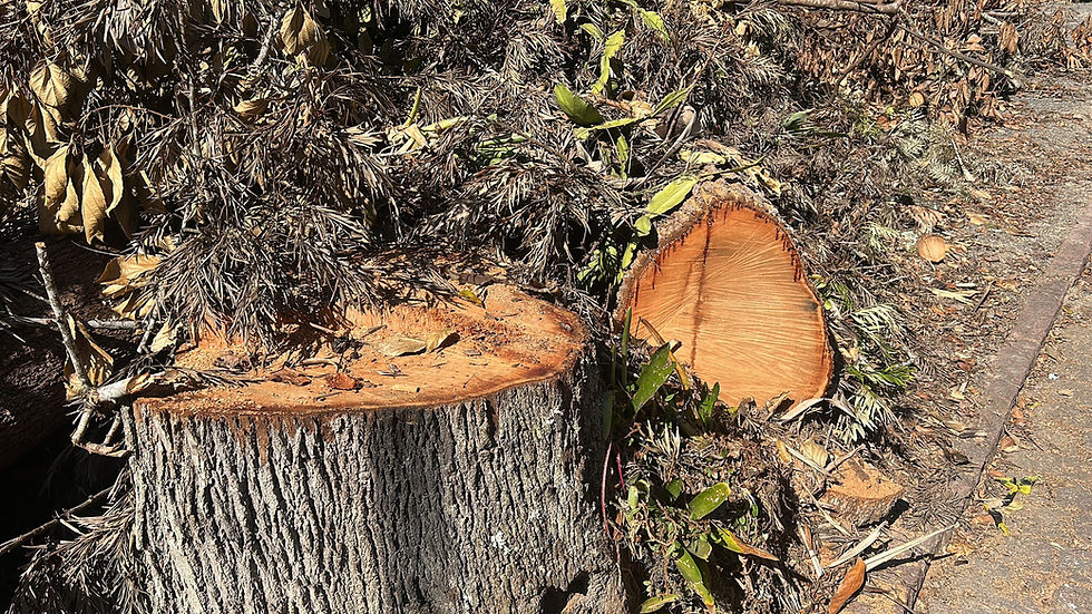 Vereadora Lete quer explicação do corte de árvores no Parque