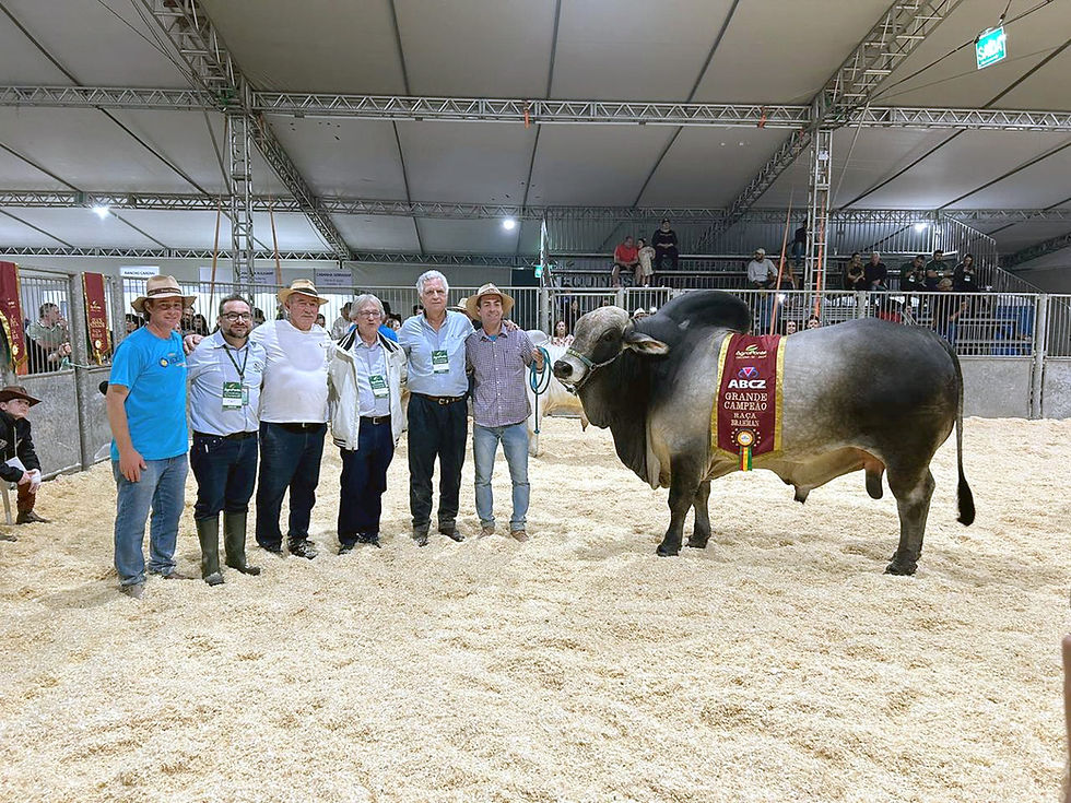 Agroponte - Urussanga participa com vinho Goethe e gado Brahman