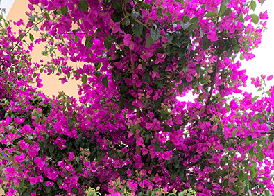 Primavera inicia na próxima terça-feira e é recepcionada com muitas flores