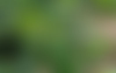 Julho é o mês do Vazio sanitário para produtores do maracujazeiro-azedo