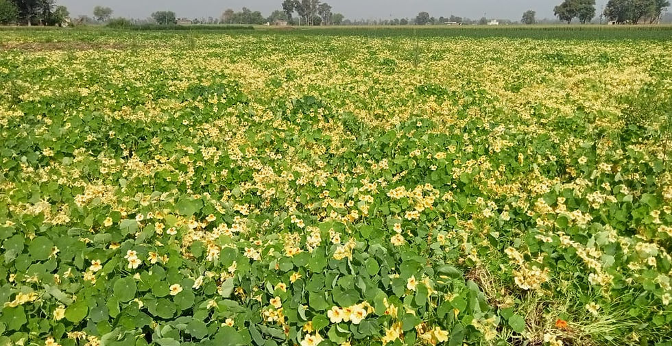 Tropaeolum majus nanum semi double fl.top flowering peach melba.(2).jpg