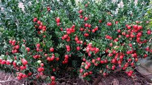 Thumbnail: Butcher's Broom Ruscus aculeatus. Monograph