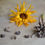 Thumbnail: Calendula - Calendula officinalis Monograph
