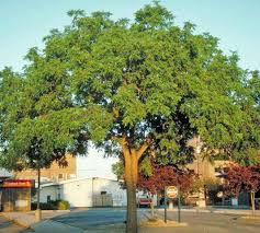 Thumbnail: Black Walnut - Juglans nigra