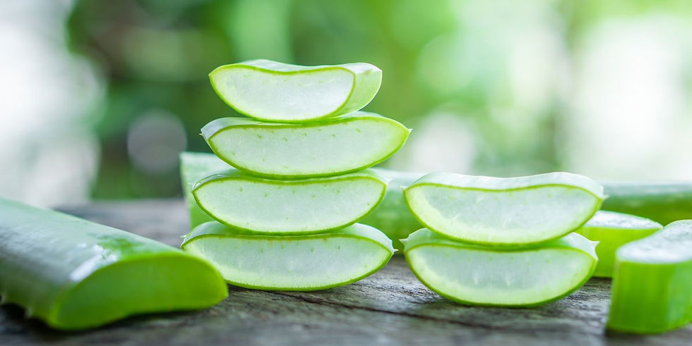 Thumbnail: Aloe Vera - Aloe barbadensis