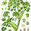 Thumbnail: Angelica - Angelica archangelica L. - syn Archangelica officinalis