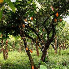 Thumbnail: Cacao - Theobroma cacao Monograph