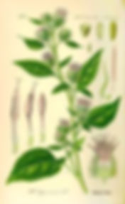 Thumbnail: Burdock - Arctium lappa Monograph