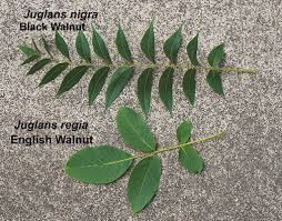 Thumbnail: Black Walnut - Juglans nigra