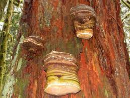Thumbnail: Agrikon - Laricifomes officinalis (syn. Fomitopsis officinalis)