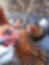 Rhode Rock Chicken.jpg