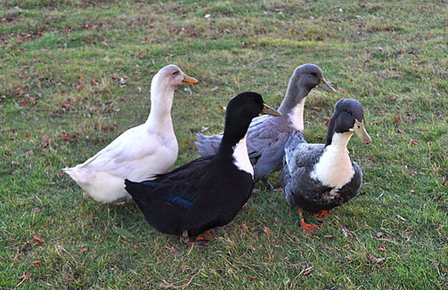 Swedish duck colours.jpg