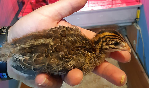 Guinea Fowl Keets for sale