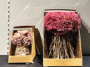 おすすめドライフラワー＊