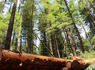 orforestryphoto3.jpg