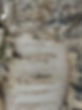 Bouleau.jpg
