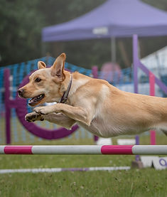 Lab Agility Jump_edited.jpg