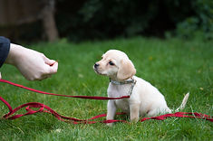 Tiny labrador pup gazing at a treat.jpg