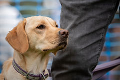 Alert Labrador.jpg