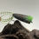 Thumbnail: Flies