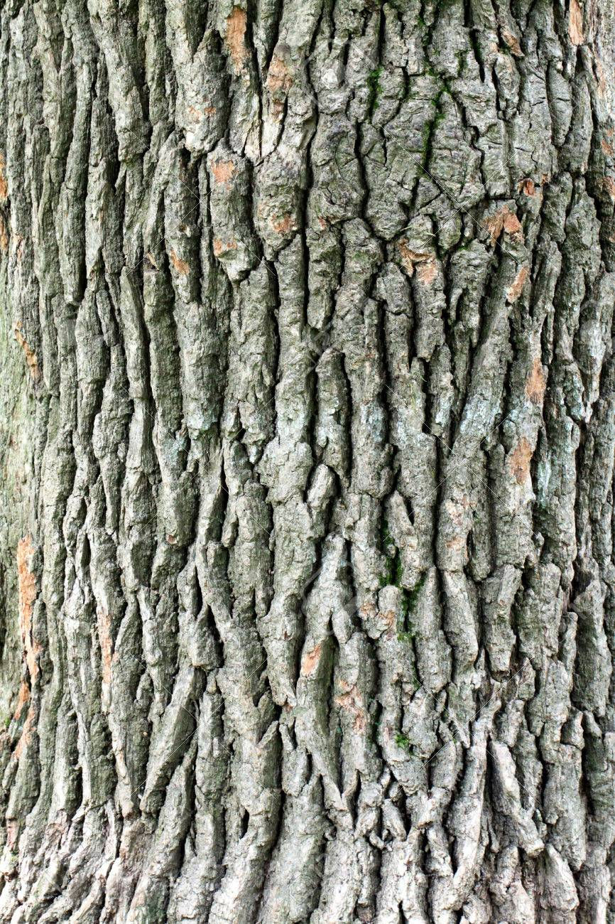 33676965-oak-bark-of-a-large-tree-photog