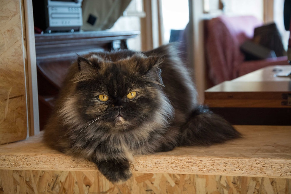 2021.02.14  Mirtilla