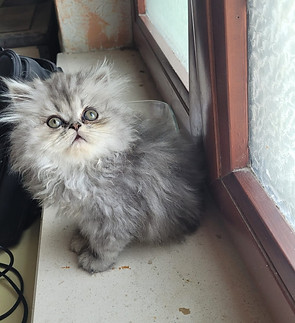 Femmina grace 2_edited.jpg