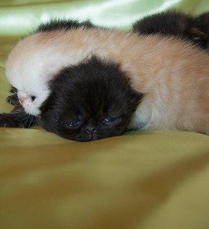 2019.05.24 cuccioli Krystal - Luchy.jpg