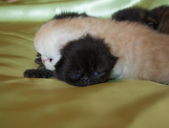 2019.05.24 cuccioli Krystal - Luchy.jpg