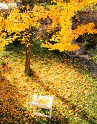 Ginko