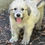 Thumbnail: Roxy (formerly Clementine) - SOLD