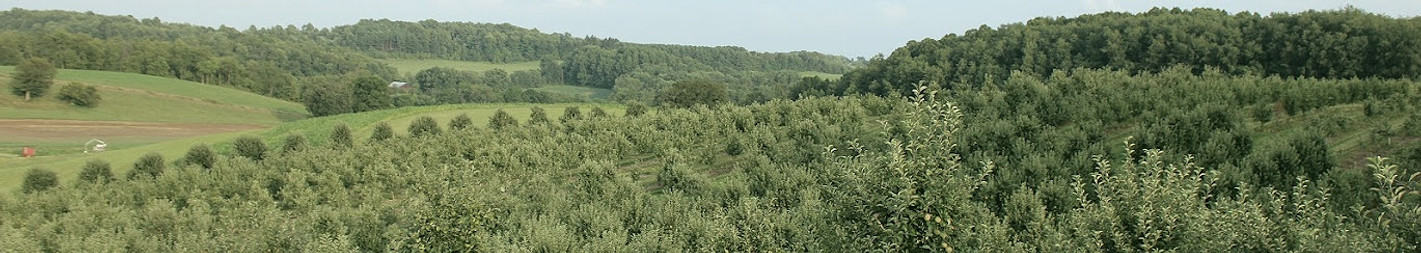 orchard_edited.jpg