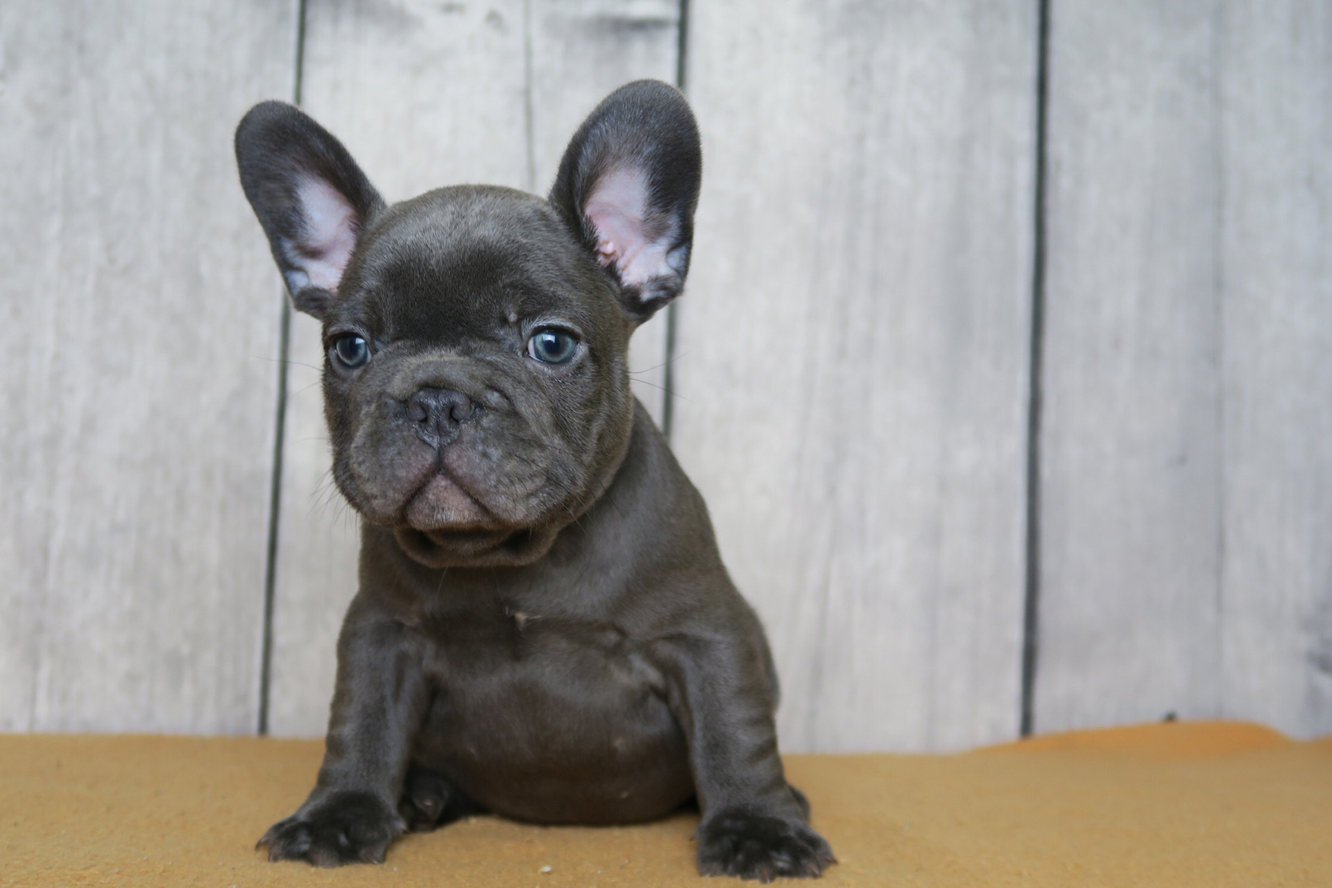 Available French Bulldog Puppies