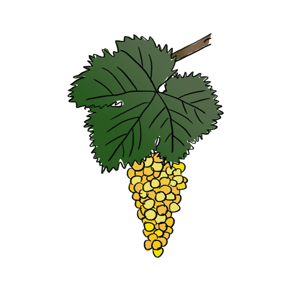 albana grape variety amble wine