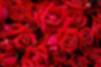 rose background 1.jpg