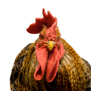 2 Chickens Stage A Protest At Mc Donald's… Sort Of