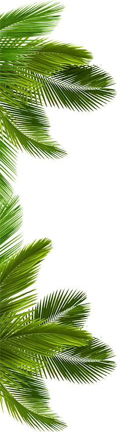 contacto-palmera2_edited.png