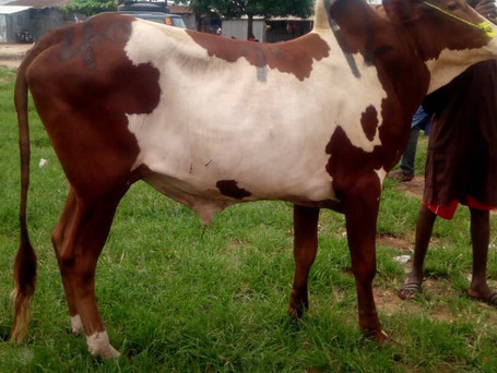 COW.jpeg
