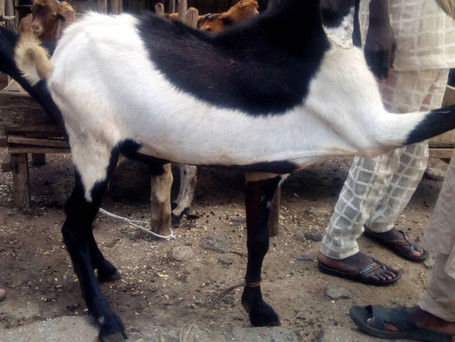 GOAT 1.jpeg
