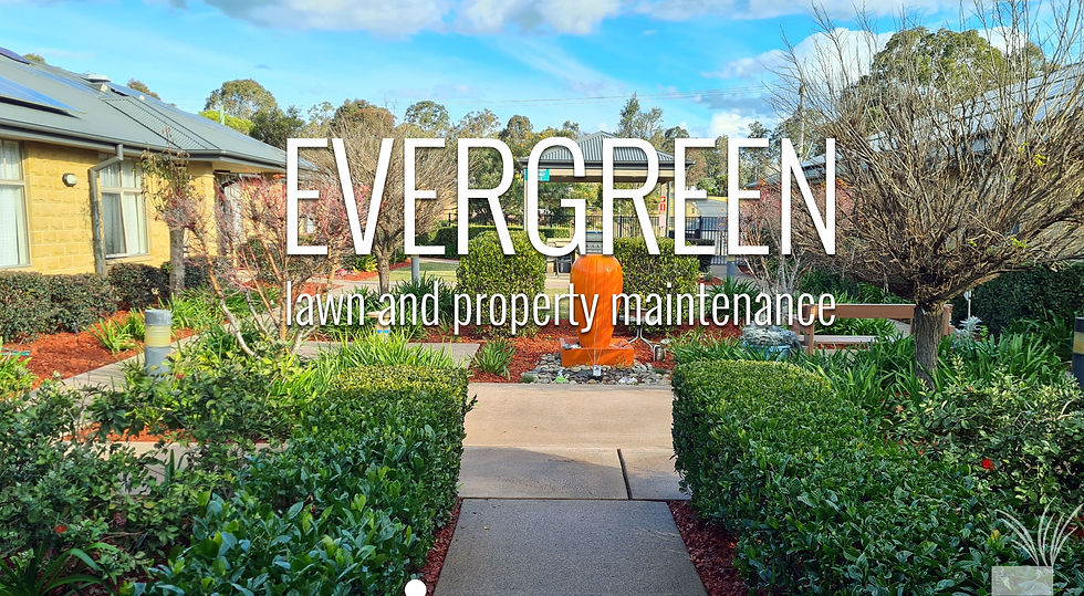 evergreen lawn and property maintenance taree greg hain 2.jpg