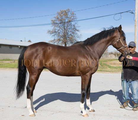 OSCAR NOMINEE- Handsome and adorable colt with lots of chrome