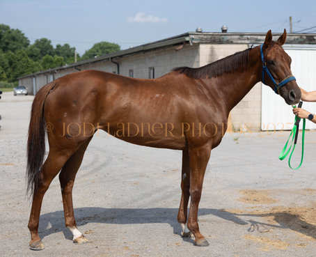 ROCK THE BIRDHOUSE-  Darling and elegant mare