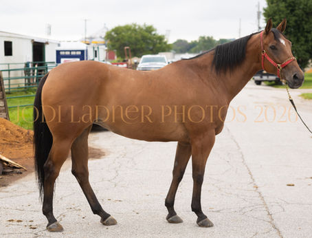 Adopted - COOKIE - darling Appendix QH Mare