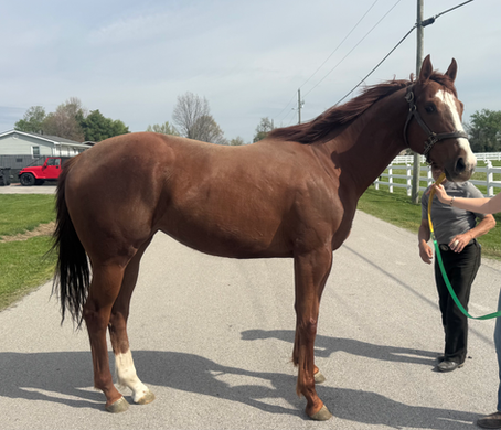 Adopted - CLASSY ACTION- Big, Solid mare with loads of presence