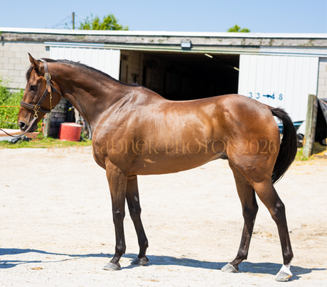 RISKY BOY - Warhorse with presence